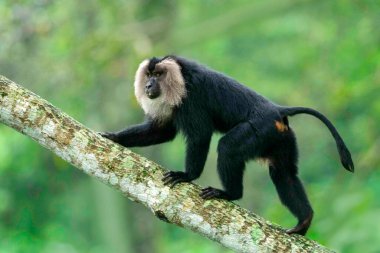 Aslan Kuyruğu Macaque, Macaca Silenus, Nüfus azalıyor, Batı Ghatları, Hindistan