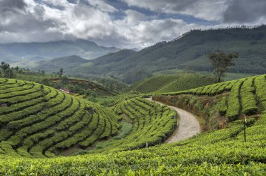 Tata Çay Çiftlikleri, Munnar, Kerala, Hindistan