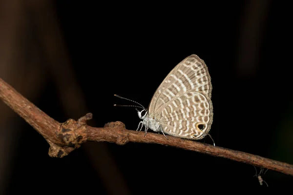 Trasparent Sixline Blue Butterfly Nacaduba Kurava Amboli Indien — Stockfoto