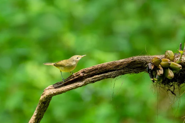 Blyth Reed Warbler Acrocephalus Dumetorum Ganeshgudi Karnataka India — Stockfoto