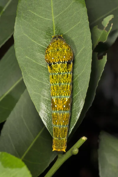 Malabar Raven Catterpillar Amboli Índia — Fotografia de Stock