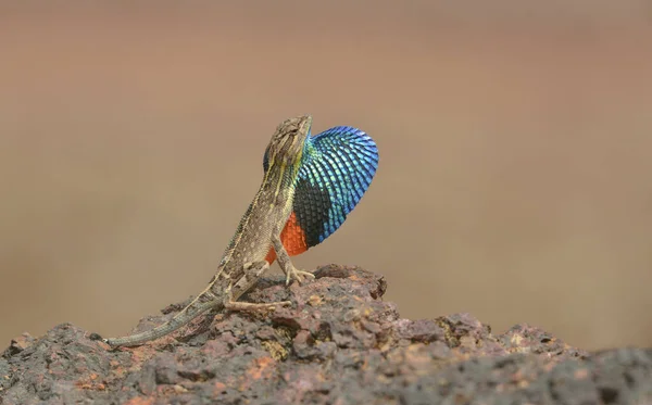 印度Satara Sitana Ponticeriana 扇形蜥蜴 — 图库照片