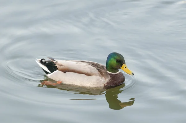 Mallard Duck Anas Platyrhynchos Gujarat Índia — Fotografia de Stock