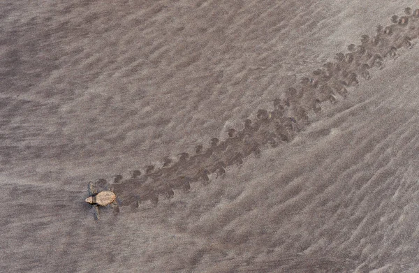 印度马哈拉施特拉邦Anjarle的Olive Ridley Turtle宝宝 — 图库照片