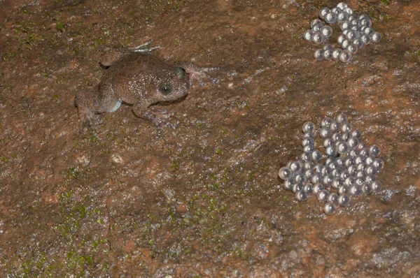 インドのマハラシュトラ州マセランで見られる卵を持つNyctibatrachasカエル — ストック写真