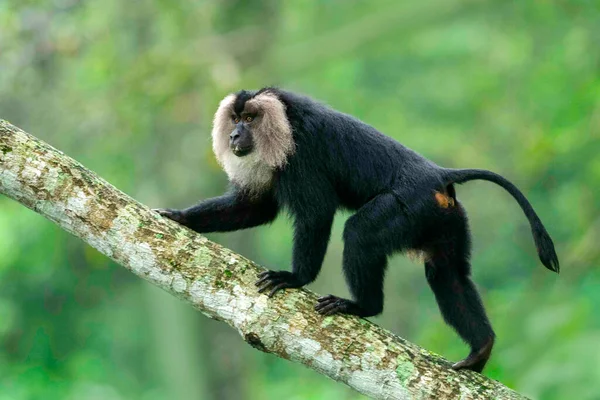 Löwenschwanzmakaken Macaca Silenus Vom Aussterben Bedroht Western Ghats Indien — Stockfoto