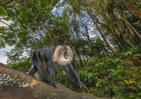 Cola León Macaco Macaca Silenus Peligro Extinción Con Disminución Población —  Fotos de Stock