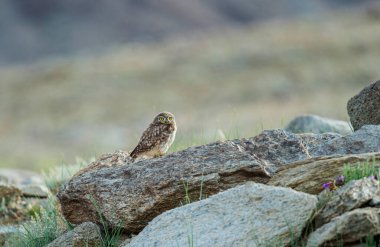 Küçük baykuş, Athene noctua, Tthe Lake, Ladakh, Hindistan