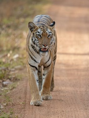 Tiger, Panthera Tigris kameraya doğru ilerliyor, Hindistan