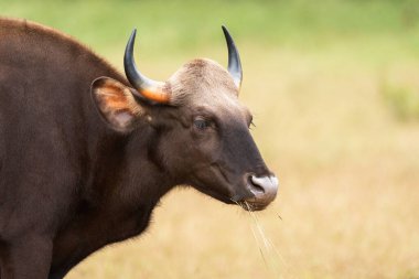 Hint Gaur ayrıca Hint bizonu, Bos gaurus, Tadoba, Maharashtra, Hindistan olarak da bilinir., 