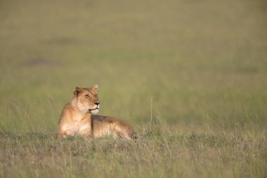 Dişi aslan, Panthera aslanı, Masaimara, Afrika