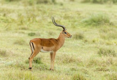 Impala ceylanı orta boy antilop, Amboseli, Afrika