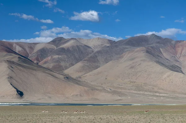 Kiangs Equus Kiang Largest Wild Asses Herd Tsokar Lake Ladakh — Stock Fotó