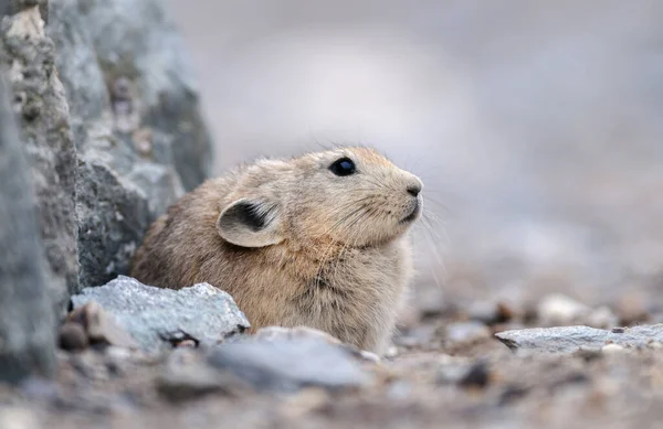 Pika Een Klein Bergzoogdier Tsokar Lake Ladakh India India — Stockfoto