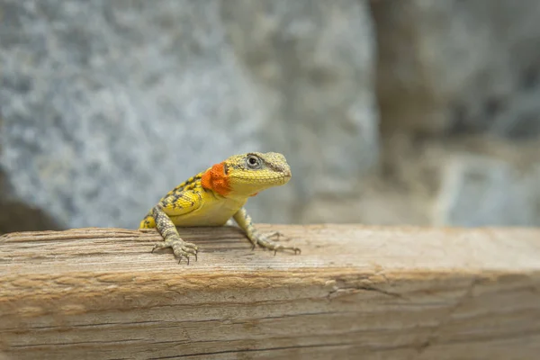 Himalaya Agama Paralaudakia Himalayana Leh India — Foto de Stock