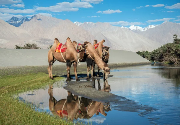 Bactrian Camels Drinking Water Nubra Valley Ladakh India — Foto de Stock