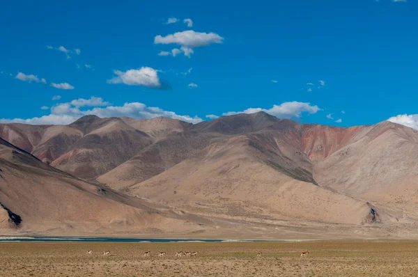 Vörös Hegyek Közelében Tsokar Lake Ladakh India — Stock Fotó