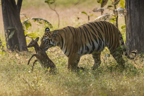 Tiger Maya Com Veado Kill Panthera Tigris Tadoba Índia — Fotografia de Stock