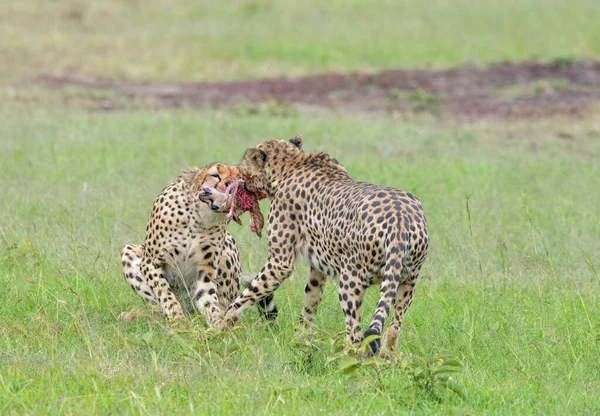 Cheetahs Tearing Flesh Masaimara Coalition Brothers — Stock Photo, Image