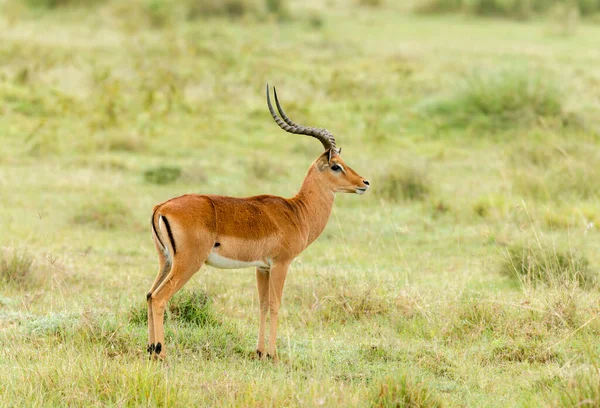 Impala Gazelle Středně Velká Antilopa Amboseli Afrika — Stock fotografie