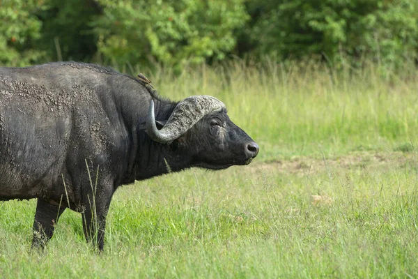 Bawoły Przybrzeżne Syncerus Caffer Masaimara Kenia Afryka — Zdjęcie stockowe