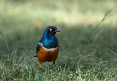 Muhteşem Starling, Lamprotornis superbus, Masai Mara, Afrika