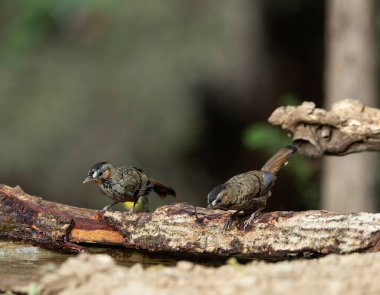 Rufous-chinned Laughingthrush, Garrulax rufogularis, Sattal, Hindistan