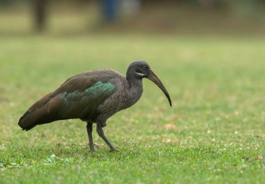 Hada Ibis, Bostrychia hagedas, Masai Mara, Afrika
