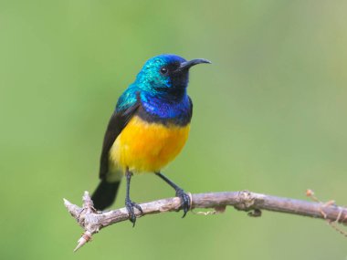 Değişken Sunbird, Cinnyris venustus, Kenya, Afrika