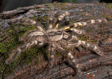 Sarı Kalça Tarantula, Aile Terapisi, Matheran, Maharashtra, Hindistan