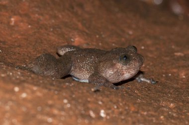 Nyctibatrachus Kurbağası Matheran, Maharashtra, Hindistan 'da görüldü.