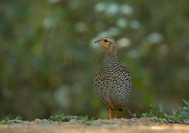 Siyah Francoline, Francolinus francolinus, Dişi, Sattal, Hindistan