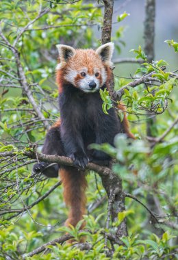 Kızıl Panda, Ailurus fulgens, Sikkim, Hindistan