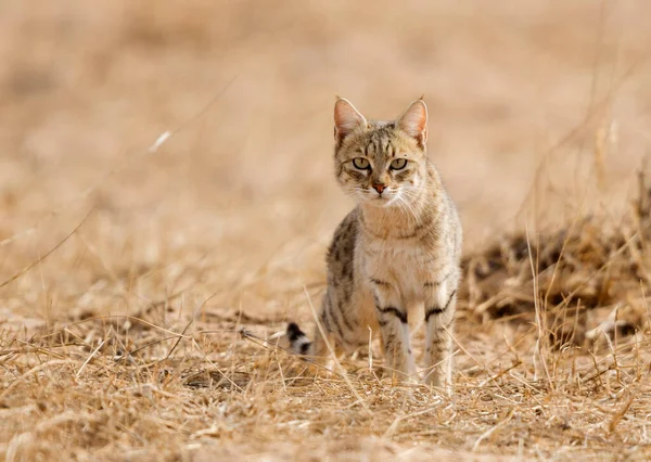 Pouštní Kočka Jaisalmer Rajasthan Indie — Stock fotografie