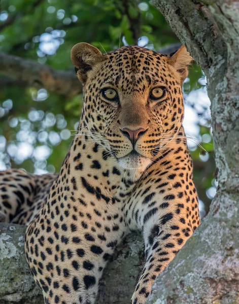 Männliches Leopardenporträt Masai Mara Afrika — Stockfoto