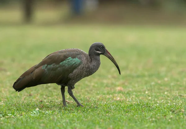 Hadada Ibis Bostrychia Hagedas Masai Mara Africa — стокове фото