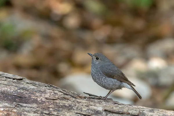 Plumbeaous Water Redstart Phoenicurus Fuliginosus Uttarakhand India — Stock Photo, Image