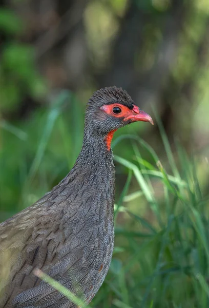 Piros Nyakú Spurfowl Francolinus Afer Kenya Afrika — Stock Fotó