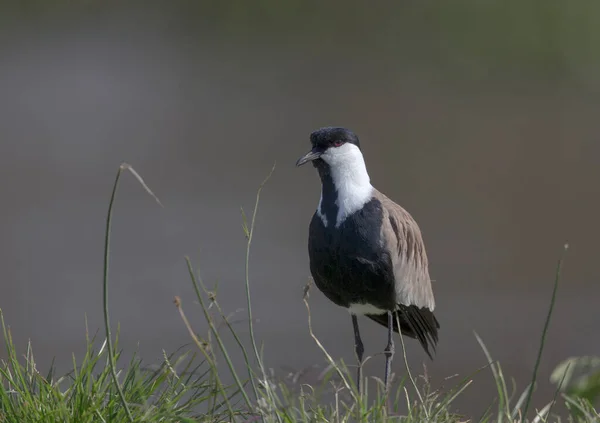 Spur Winged Plover Vanellus Spinosus Keňa Afrika — Stock fotografie