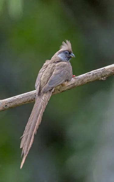 Benekli Fare Kuşu Colius Striatus Kenya Afrika — Stok fotoğraf