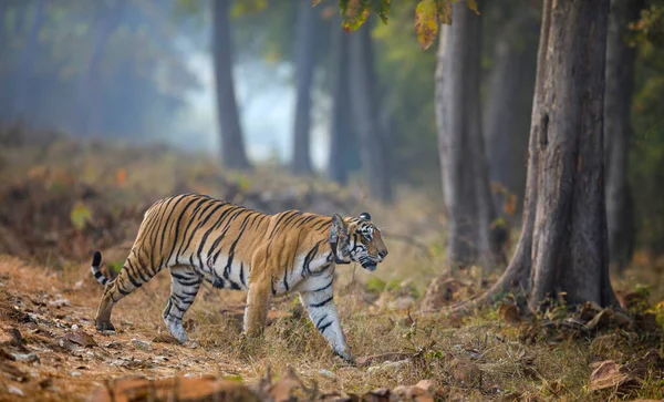 Choti Tara Tigris Radioaktív Ollárral Tadoba Maharashtra India — Stock Fotó