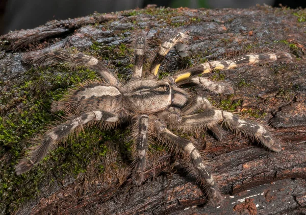 Gele Dij Tarantula Familie Theraphosidae Matheran Maharashtra India — Stockfoto