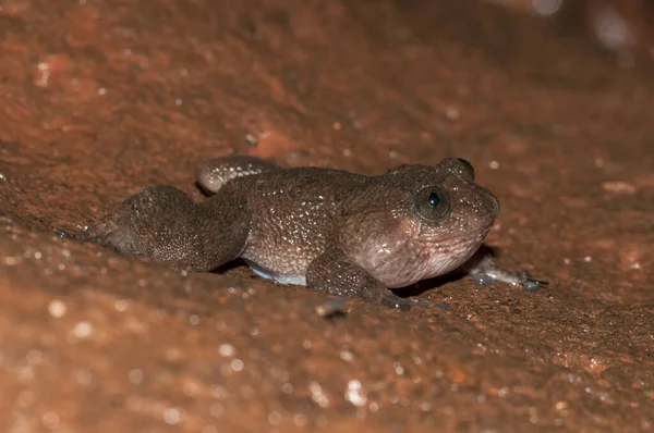Nyctibatrachus Kurbağası Matheran, Maharashtra, Hindistan 'da görüldü.