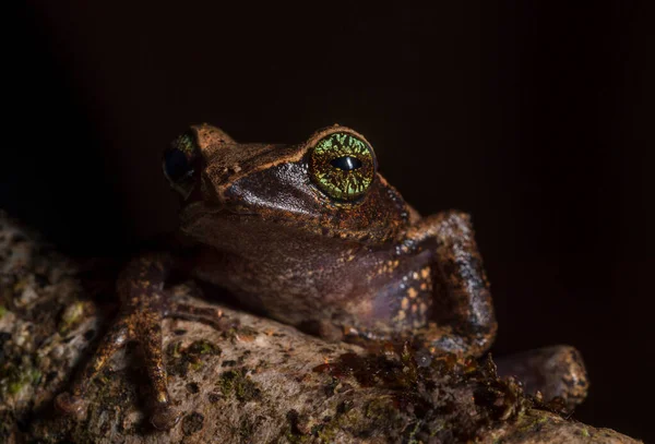 Raorchestes Cholorosomma Aka Green Eyed Bush Frog Munnar Kerala India — Foto de Stock