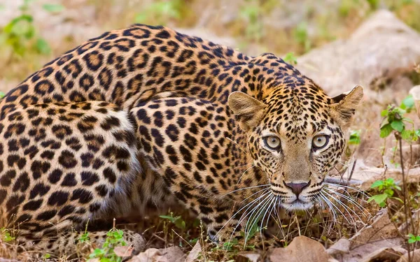 Leopard Blickt Auf Kamera Panthera Pardus Maharashtra Indien — Stockfoto