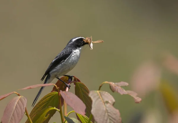 Grey Bushchat Saxicola Ferreus Böcek Öldürme Uttarakhand Hindistan — Stok fotoğraf