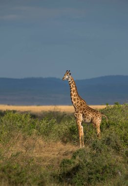 Altın Işıkta Zürafa, Masai Mara, Afrika