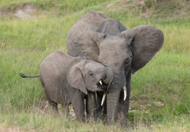 Fil içme suyu, Masai Mara, Kenya, Afrika