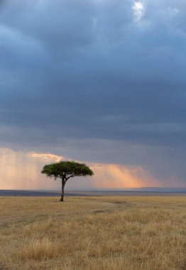 Mavi gökyüzü arkaplanlı Akasya Ağacı, Masai Mara, Afrika
