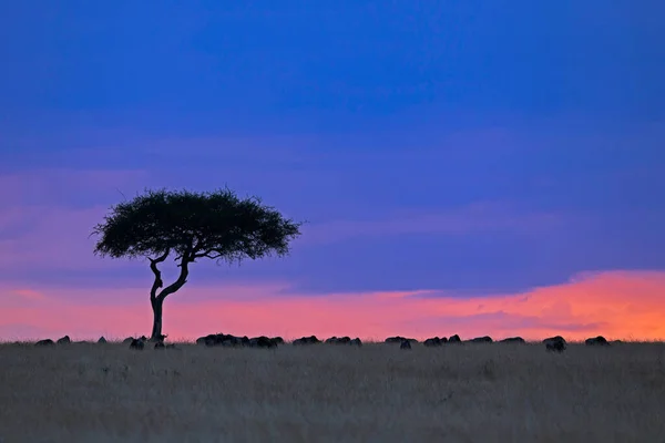 Acacia Tree Solnedgången Maasai Mara Afrika — Stockfoto